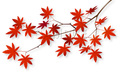 No.151　紅葉