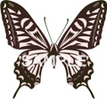 No520　アゲハ蝶　ブラウン　