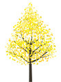No723　木　イチョウ　イラスト　イエロー