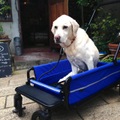 Air Buggy for Dog Carriage