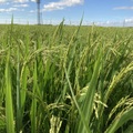 ＼2026年新米予約販売／　低農薬コシヒカリ　みのる米　玄米25キロ