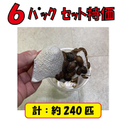 デュビアローチ『Ｓ６パックセット』　【約240匹入り】