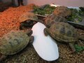 カトルボーン　【３枚入り】