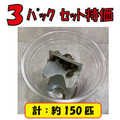 デュビアローチ『ＳＳ３パックセット』　【約150匹入り】