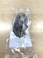 Goro's冷凍アダルトウズラ【1羽入り】〔Goro's〕　『冷凍品の為送料＋216円かかります』