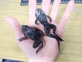 冷凍カエル　Mサイズ（5匹入り）『冷凍品の為送料＋216円かかります』