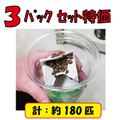 デュビアローチ『３パックセット』