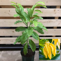【希少種・これぞ本物のイランイラン】とても強い芳香が魅力の強香性イランイラン（クライミング種） Jacaranda mimosifolia  5号ロングスリット鉢