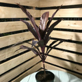 【希少種・ハワイ産】ティーリーフの木・リリノエ　Ti Plant　'Lilinoe'  5号ロングスリット鉢（ハワイでレイメイキングに使われる赤葉の代表品種）