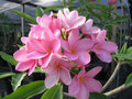 米国の銘花品種の鉢植えプルメリア 'Pretty in Pink' 接木苗（4号鉢）