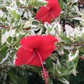 【斑入り品種】葉がとても美しい赤花ハイビスカス 'Mauna Kea Snow' 3.5号ポット苗