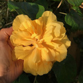 【日本初上陸・希少種】美しい黄色の大輪八重咲き！ ハイビスカス　'Raffles Yellow'  3.5号ポット苗