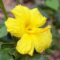【ハワイ固有種】ハワイの原種ハイビスカス Blackenridgei　4号スリットポット苗