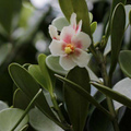 【良い香りの花を咲かせます】プアケニケニに近縁のトロピカルプランツ クルシア Clusia 5号ロングスリット鉢（大株）