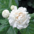 【耐寒性あり】とても香りのよいピカケジャスミン（薔薇咲き系） 3号ポット苗