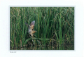 ポストカード「野鳥写真はがき」（６枚組）／Field・Finder