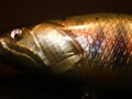 フラットシャッド50 シンキング 白蝶貝SP