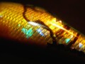 フラットシャッド50 シンキング メキシコアワビSP