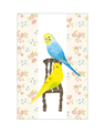 ポストカード（椅子とセキセイインコ）
