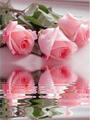 【2-23】A3　薔薇と水に映るバラ