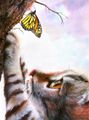 【1-199】A4square　蝶と遊ぶ猫
