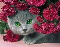 初心者応援！A4額付き【1-34】square　菊にかくれんぼの猫