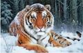 【d1083】雪中の勇敢な虎
