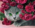 【1-34】A4 菊にかくれんぼの猫