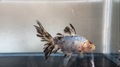 川原養魚苑産　オーロラ【3】