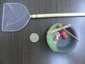 ウー３０２　　　　　　扇（幅9cm）