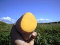 掘りたてインカのめざめ 5kg（数量限定）　9月下旬～11中旬頃発送