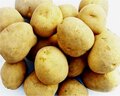 じゃがいも　とうや 10kg　9月下旬～発送