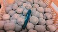 越冬熟成インカのめざめ 10kg（数量期間限定販売）４月中旬～下旬頃発送　予約不可！