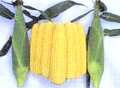 味来 5kg詰め（数量限定） 10～14本入 8月中～下旬発送予定