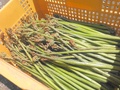 天然わらび1kg アスパラと同梱可･･･ 5月中旬～6月中旬