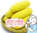 ピクニックコーン 3.5kg詰め 10～15本 8月下旬