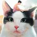映-私と猫のサランヘヨ