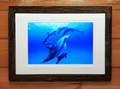 Heavenly Dolphins #001
