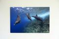Dolphin Dreaming #002