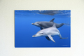 Dolphin Dreaming #001