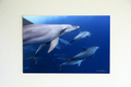 The Bonin Dolphins #001