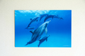 Heavenly Dolphins #001