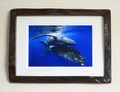 Humpback Whale Mother & Calf #001