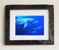 The Bonin Dolphins #001