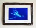 Humpback Whale Mother & Calf #002