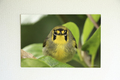 Bonin honeyeater #001
