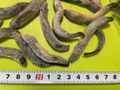活〆バラ冷凍ドジョウ6/8 (黒）サイズ 500ｇパック 鮮度抜群ミャンマーと同等の喰い