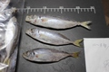 鮮度抜群 徳島産 バラ冷凍 コアジ　13～15ｃｍ中心　1Kg袋　大型肉食魚やペンギンの餌として