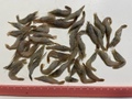 爆食　バラ冷凍カワエビ(髭や脚を除去）　3/5サイズ　400ｇスタンドパック
