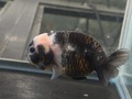 墨江戸錦　10cm  ①
